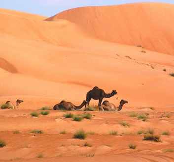 Oman, Wahiba Sands, Chamels