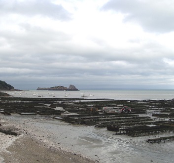 France, Brittany, Cancale, Oyster Farm