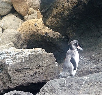 Ecuador, Galapagos, Bartolomé Island, Snorkeling with Galapagos Penguins