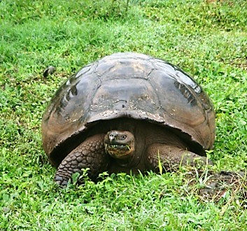 Ecuador, Galapagos, Sant Cruz Island, Giant Tortoises
