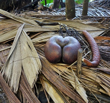 Seychelles, Praslin, Vallée de Mai Nature Reserve, Coco de Mer Giant Seeds