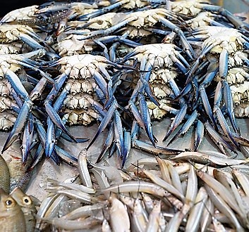 Kuwait, Kuwait City, Fish Market