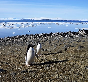 Antarctica, Devil Island, Adélie Penguins