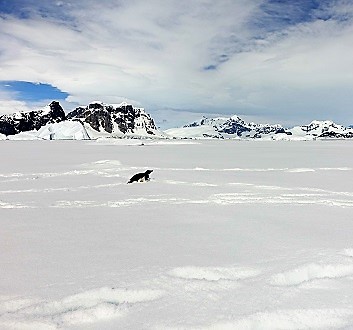 Antarctica, Walking on Ice & Adélie Penguins