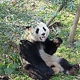 Chine, Chengdu, Base de Recherche de Chengdu sur la Reproduction du Panda Géant, Panda Géant