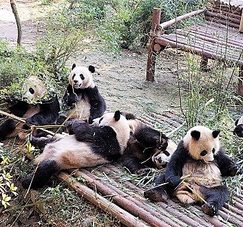 China, Chengdu, Chengdu Research Base of Giant Panda Breeding, Giant Pandas
