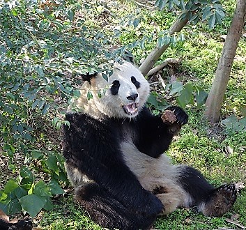 China, Chengdu, Chengdu Research Base of Giant Panda Breeding, Giant Panda