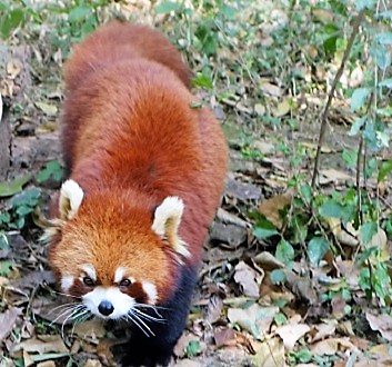 China, Chengdu, Chengdu Research Base of Giant Panda Breeding, Red Panda