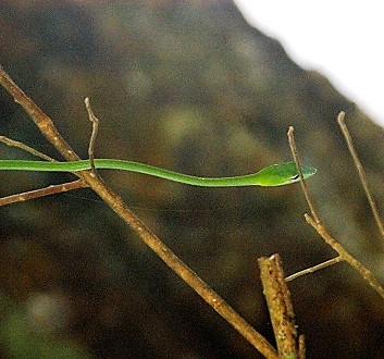 Malaysia, Penang, Penang National Park, Green Tree Snake
