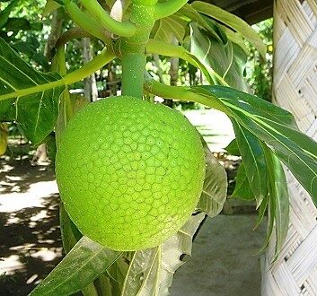 Fiji, Qamea Island, Breadfruit