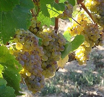 Chile, Veramonte Winery, Grapes