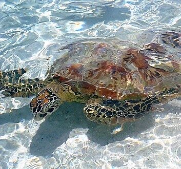 French Polynesia, Bora Bora, Sea Turtle